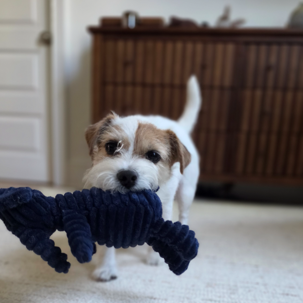 Plush Squeaky Elephant Dog Toy – Soft Chew Toy for Small & Medium Dogs
