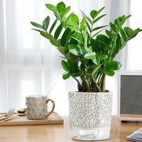 Self Absorbent Flowerpot Plastic Hydroponic Lazy Flowerpot Thickened Water Storage Plant Pot Desktop Potted Planter Home Decor-Letifly Lights and Decor