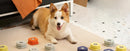 Training buttons set recordable talking dog buttons rubber mat colorful pet communication tool