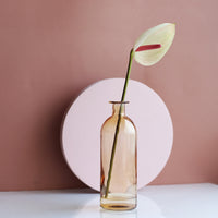 Transparent Flower Glass Vase for Decoration