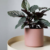 Porcelain Stackable Planters